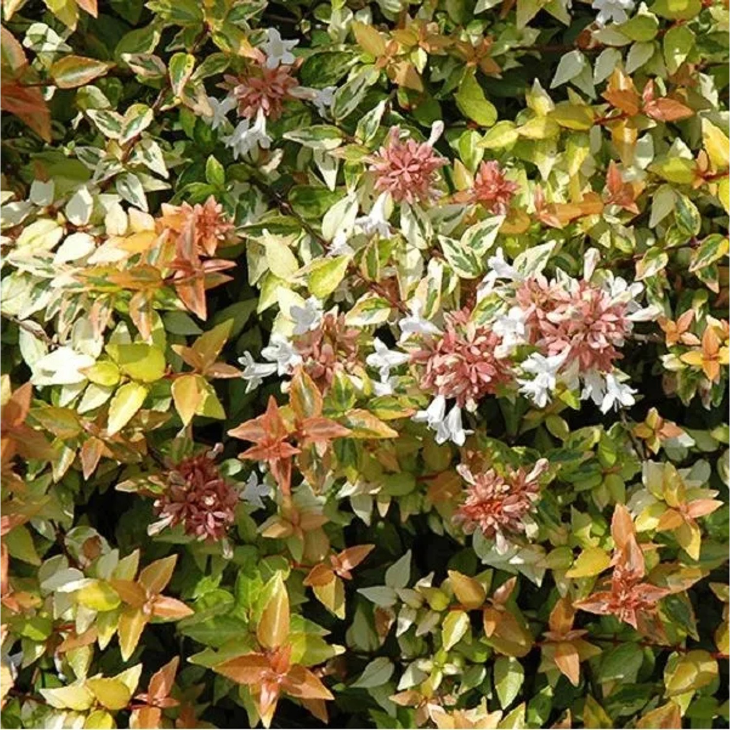 Abelie 'Kaleidoscope' Abelia grandiflora 50 bis 60 cm im Container Kompakt