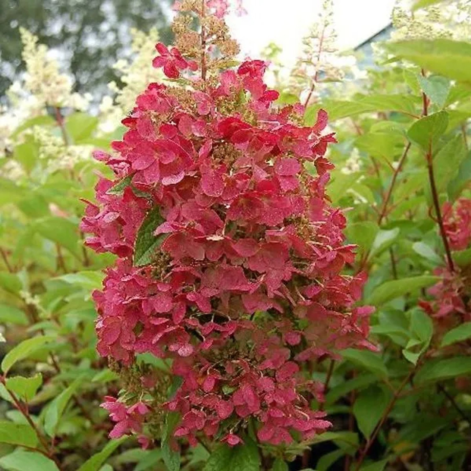 Rispenhortensie 'Pinky Winky' Hydrangea paniculata 60 bis 80 cm im Container Zweifarbige Blütenrispen