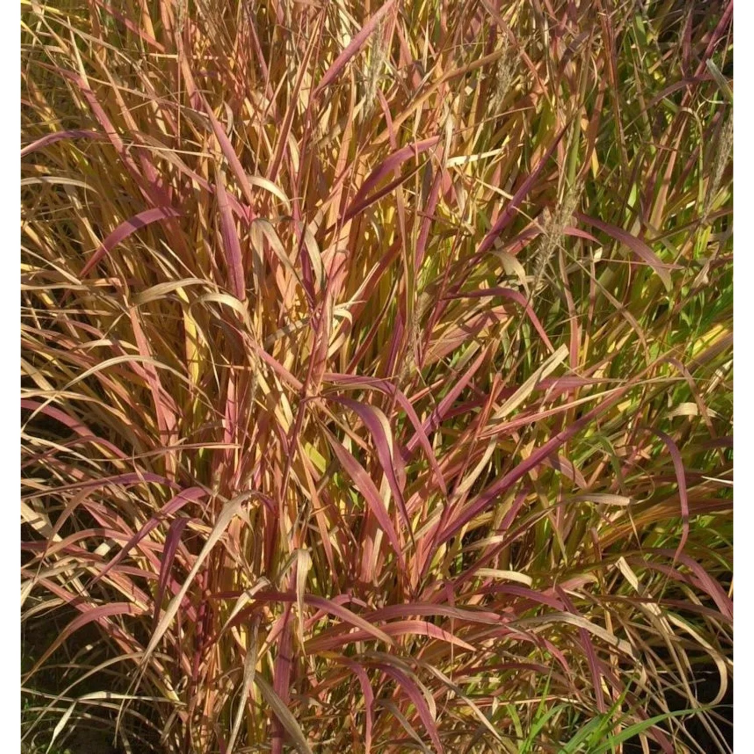 Chinaschilf Dronning Ingrid - Miscanthus sinensis