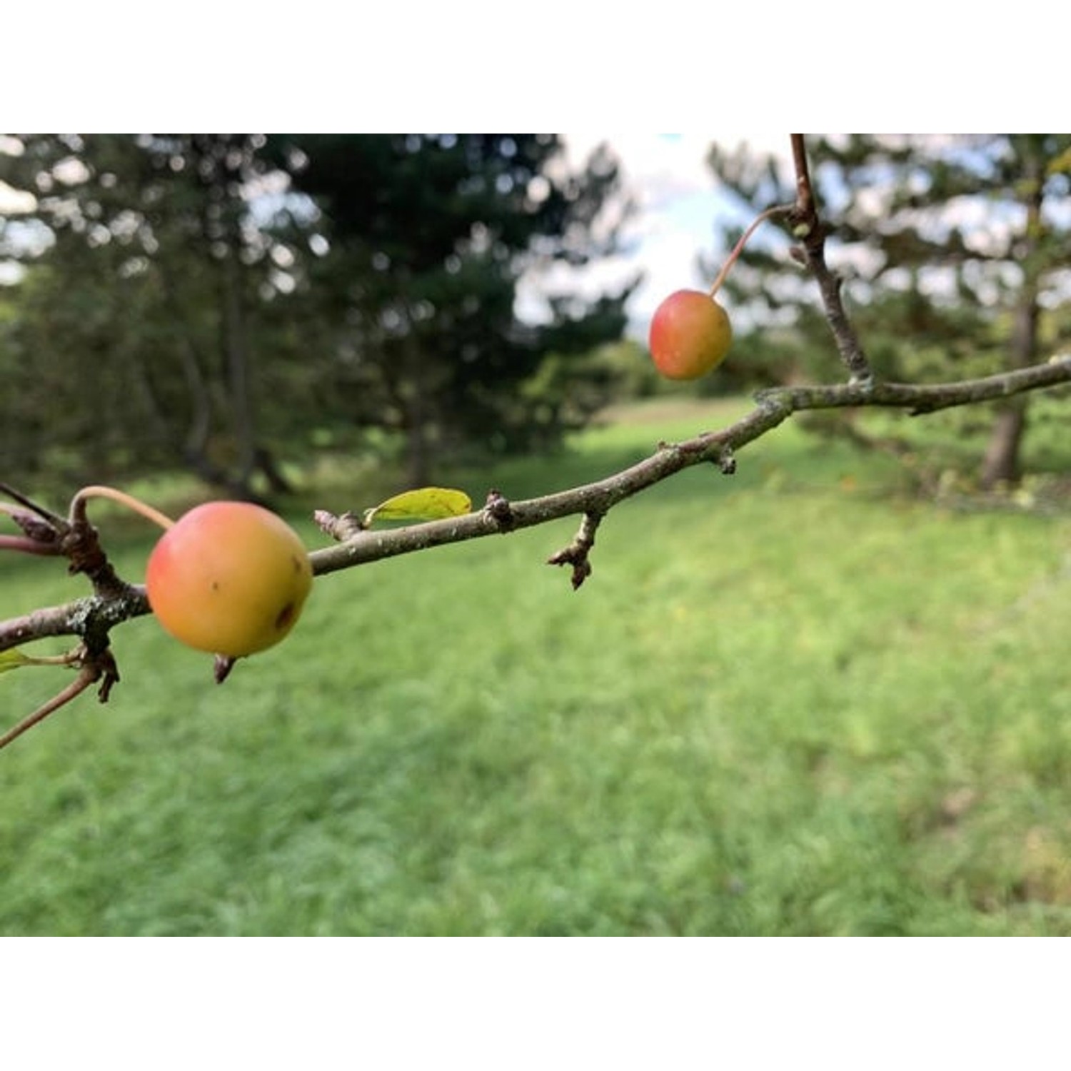 Baumfink Wildapfel im 10er Bündel Wurzelware 80-120cm günstig online kaufen