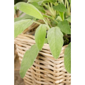 Ziersalbei 'Purpurascens' im Topf, grüne Blätter in geflochtenem Korb.