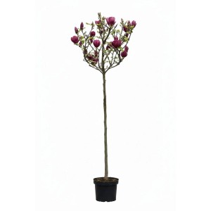 Pflanzen-Boering Magnolia Soulangiana Genie  Rote Tulpen Magnolie Hochstamm Gesamthöhe 170-180 cm