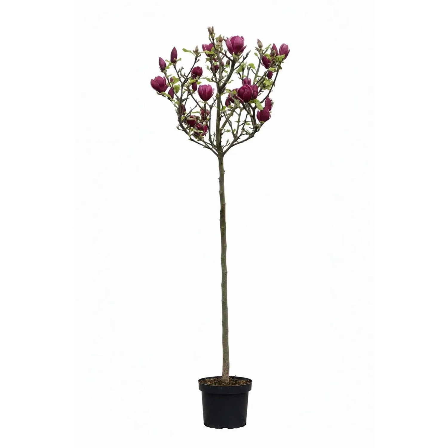 Pflanzen-Boering Magnolia Soulangiana Genie  Rote Tulpen Magnolie Hochstamm Gesamthöhe 170-180 cm