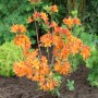 Leuchtend orange blühende Azalee 'Goldflamme' (Rhododendron luteum) im Topf.