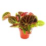 Exotenherz Wilde Begonie (Begonia Ferox) im 12cm Topf. Spektakuläre Blattpflanze mit roten Stacheln.