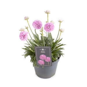 Grasnelke Dreameria Rosa/Weiß im Topf, ballförmige Blüten. Ideal für Steingärten.