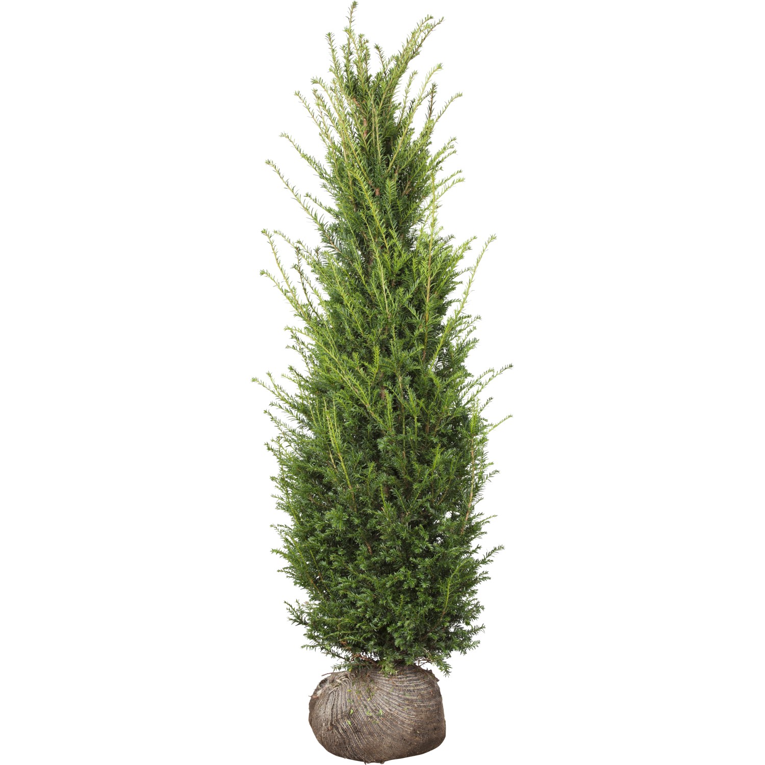 Eibe Set à 10 Stück Höhe ca. 100 - 120 cm Taxus baccata