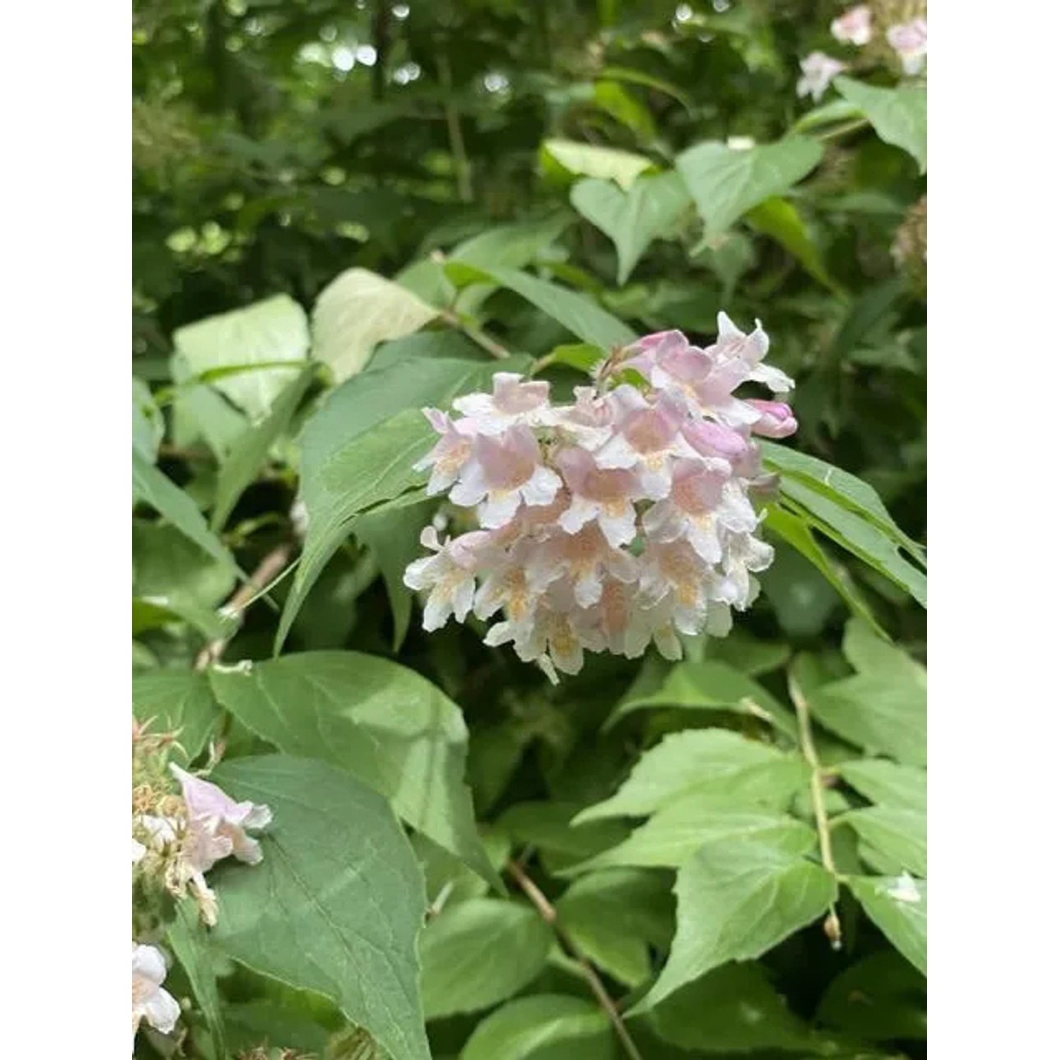 Nahaufnahme: Perlmuttstrauch (Kolkwitzie) mit rosa-weißen Blüten in Topfpflanze.