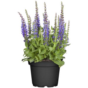 Blühender Steppen-Salbei im Topf, violette Blütenstände, grüne Blätter. GROW by OBI Salvia.