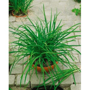 Schnittlauch 'Knolau' im Topf, grüne Blätter. Ideal für Kräutergarten und Balkon.