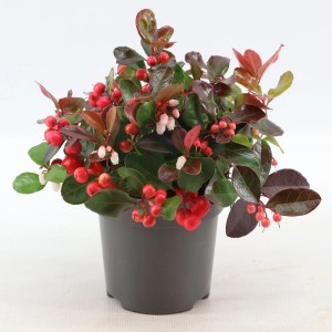 Scheinbeere Big Berry im Topf mit roten Beeren und grünen Blättern.