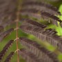 Nahaufnahme der dunkelroten Blätter des Albizia Julibrissin Summer Chocolate Seidenbaums.