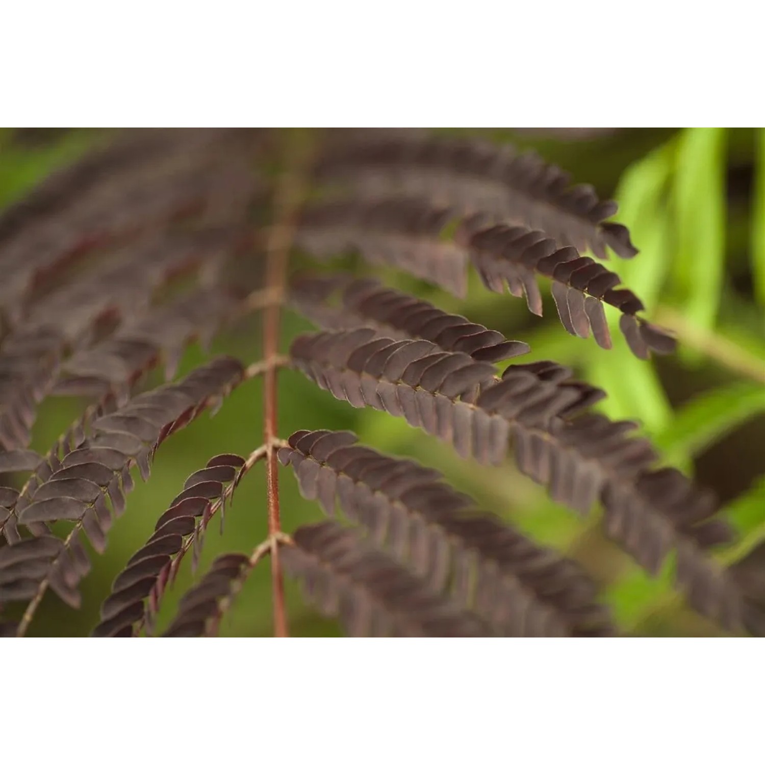 Nahaufnahme der dunkelroten Blätter des Albizia Julibrissin Summer Chocolate Seidenbaums.