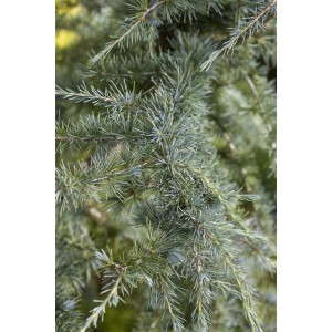 Nahaufnahme der blaugrünen Nadeln einer Himalaya-Zeder (Cedrus Deodara).