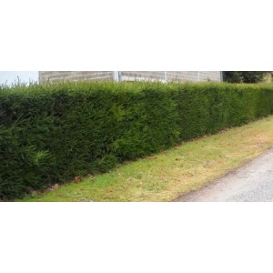 Dichte, grüne Hecke aus Baumfink Heckenfichte als natürlicher Sichtschutz.