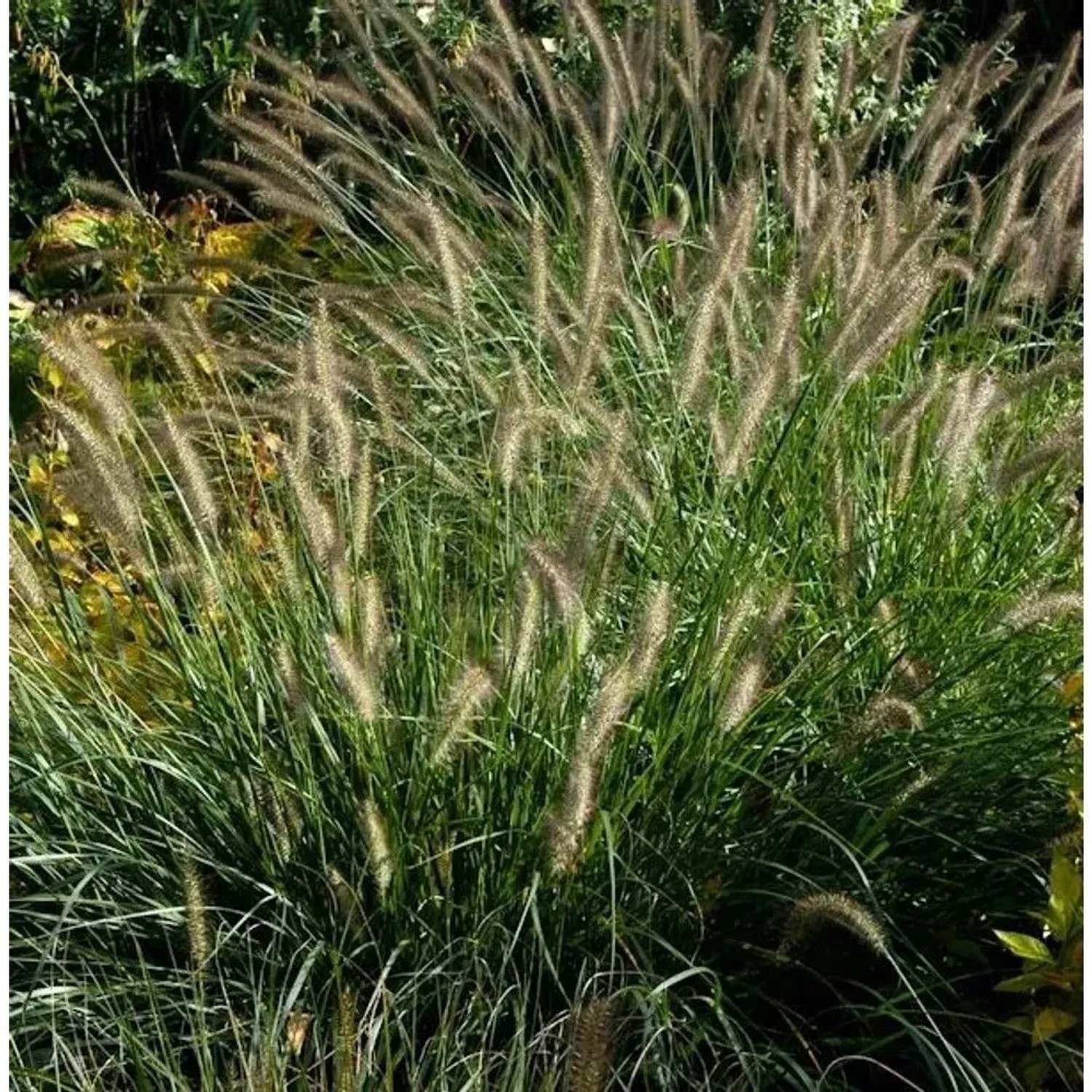 Australisches Lampenputzergras - Pennisetum alopecuroides
