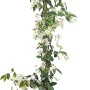 Toskanischer Jasmin Kletterpflanze im Topf, ca. 160cm hoch mit weißen Blüten.