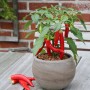 Blu Mini-Chili im Topf (Ø 12cm) mit roten und grünen Schoten auf einem Tisch.