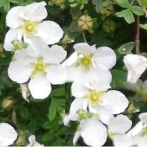 10er Set: Kleiner Spierstrauch Tilford Cream (Potentilla fruticosa) mit weißen Blüten.