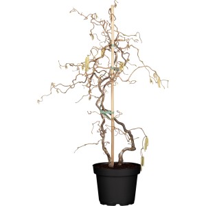 Korkenzieherhasel 'Contorta' im Topf, ca. 30-50cm hoch, mit gedrehten Ästen und Kätzchenblüten.