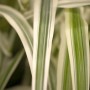 Detailaufnahme des grün-weiß gestreiften Riesenschilfs Arundo Donax Variegata.