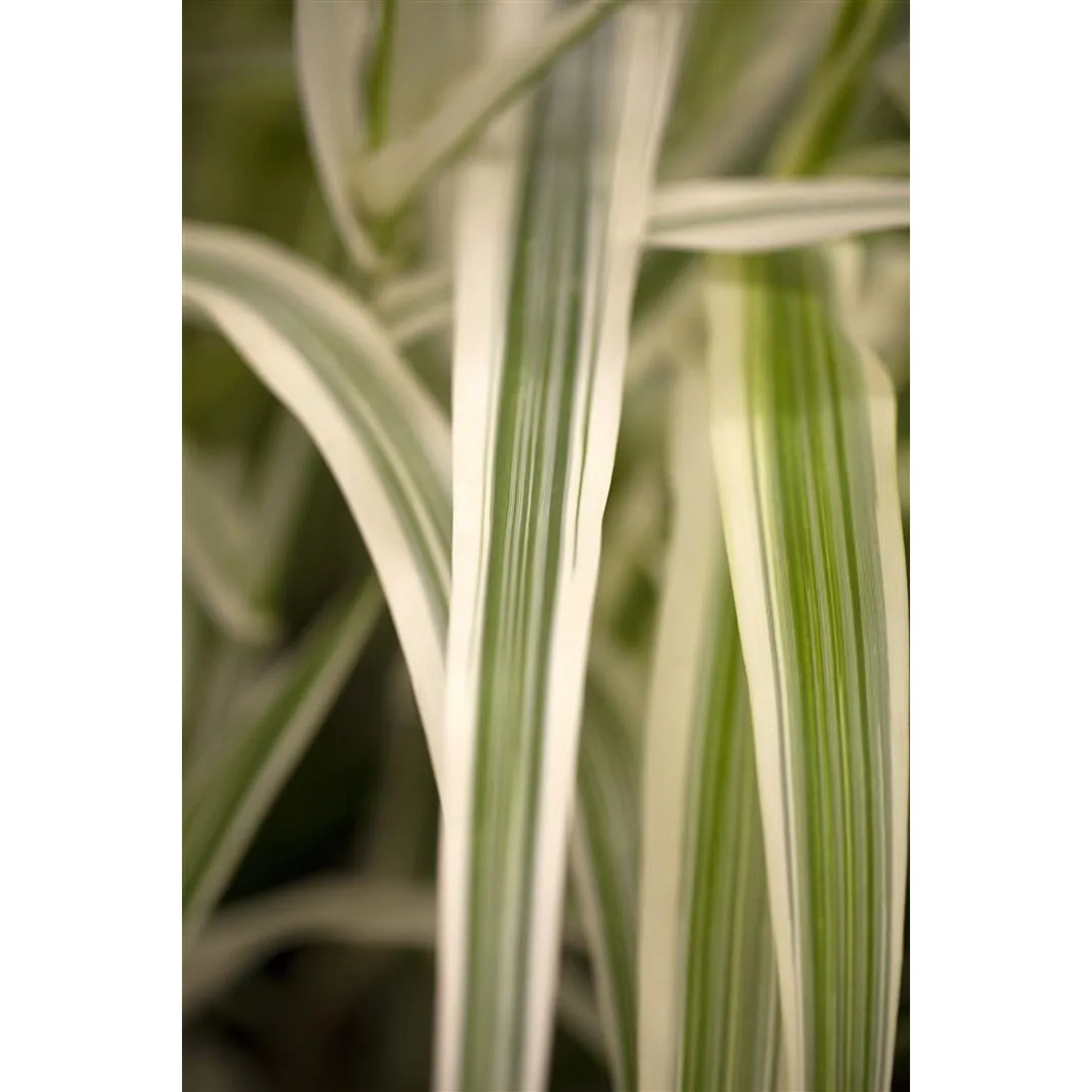 Detailaufnahme des grün-weiß gestreiften Riesenschilfs Arundo Donax Variegata.