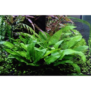 Dennerle Aquariumpflanze Cryptocoryne wendtii Broad Leaf In-Vitro, grüne Wasserpflanze für Aquarien.