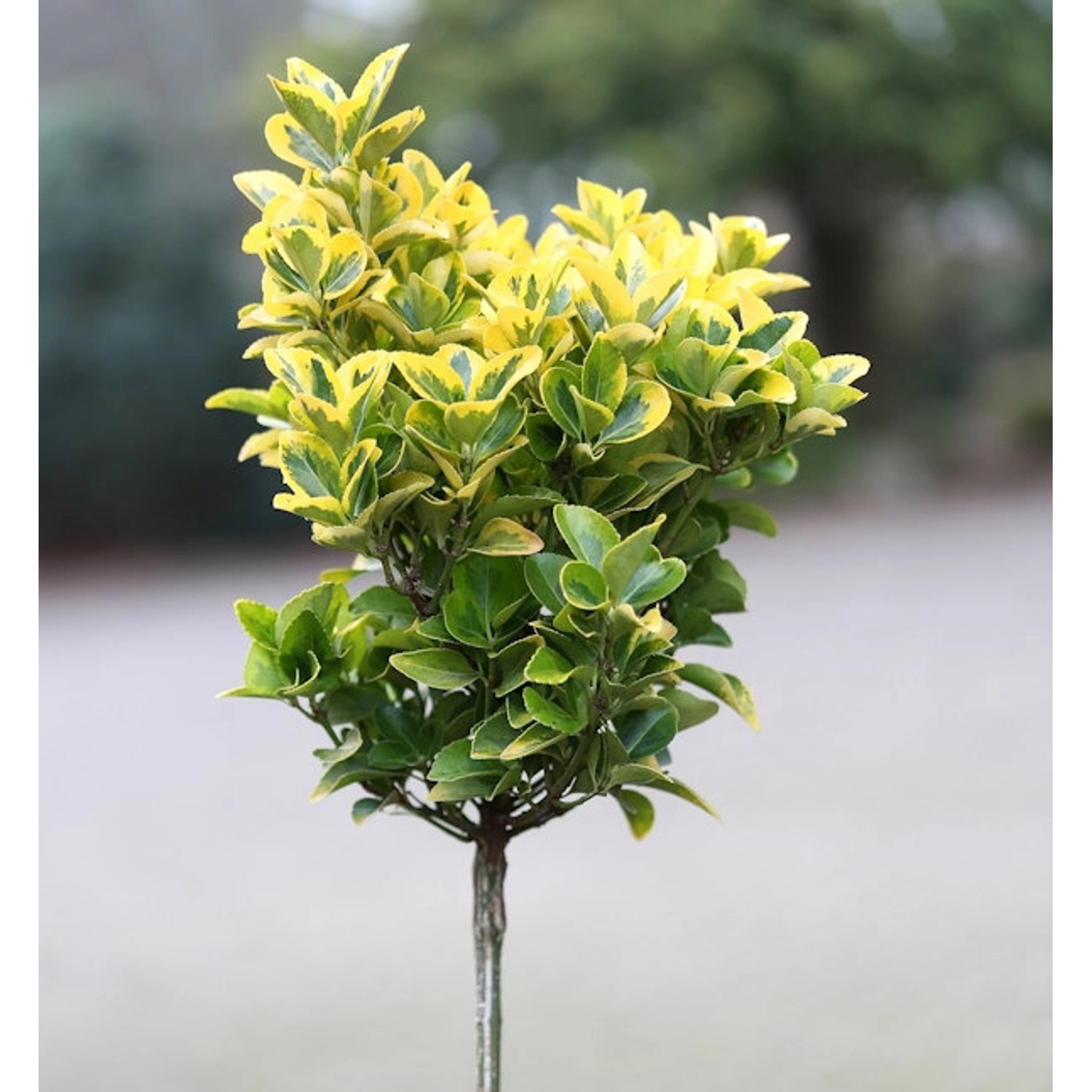 Hochstamm Kriechspindel Canadale Gold 100-125cm - Euonymus fortunei günstig online kaufen