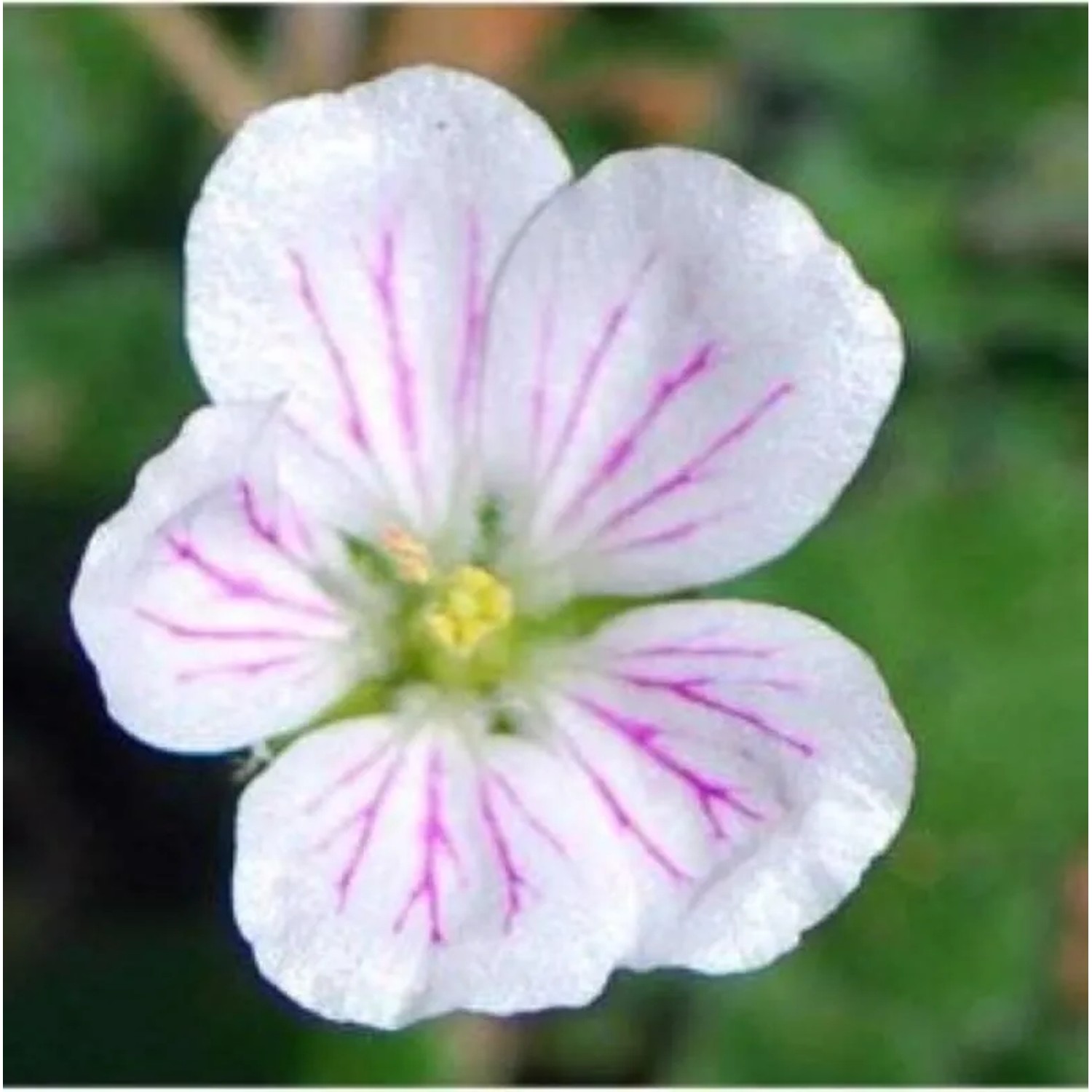 Reiherschnabel Album - Erodium reichardii