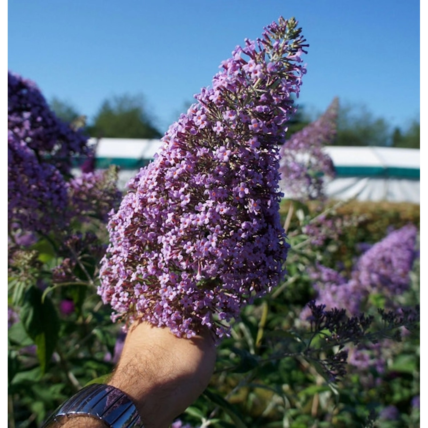 Sommerflieder Gulliver 80-100cm - Buddleja günstig online kaufen