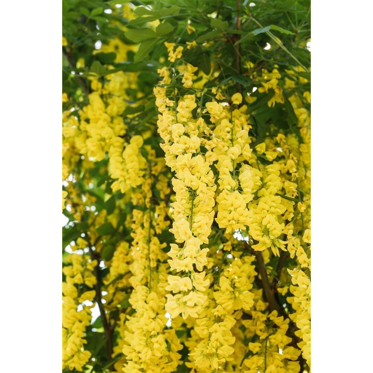 Laburnum Watereri Vossii Goldregen Gelbe Blüten 60–100 cm günstig online kaufen