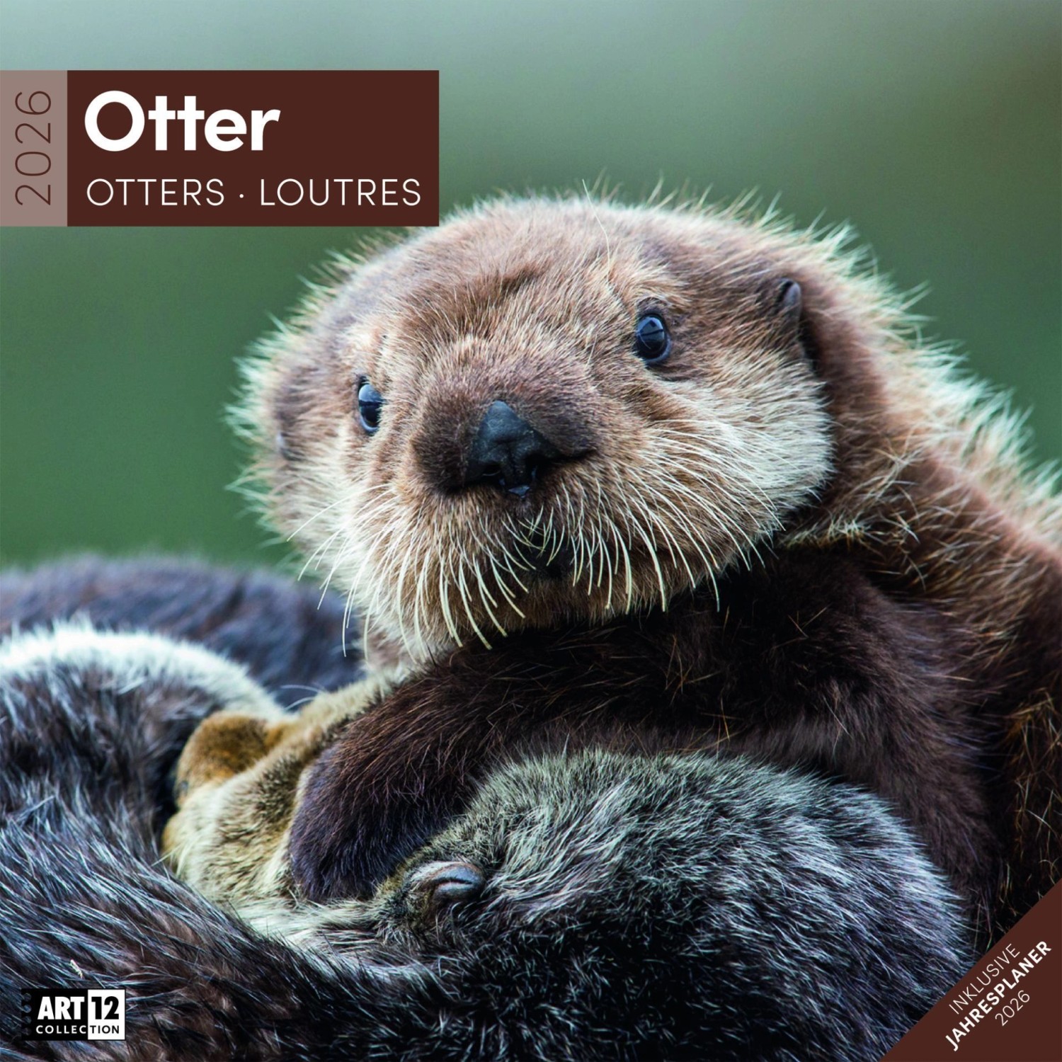 Otter Kalender 2026 - 30x30 günstig online kaufen