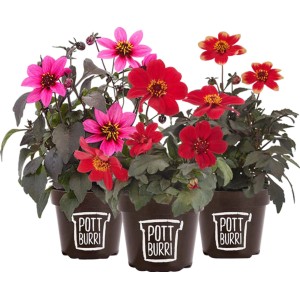 Pottburri Dahlien in verschiedenen Farben im Topf (ca. 13 cm Ø).