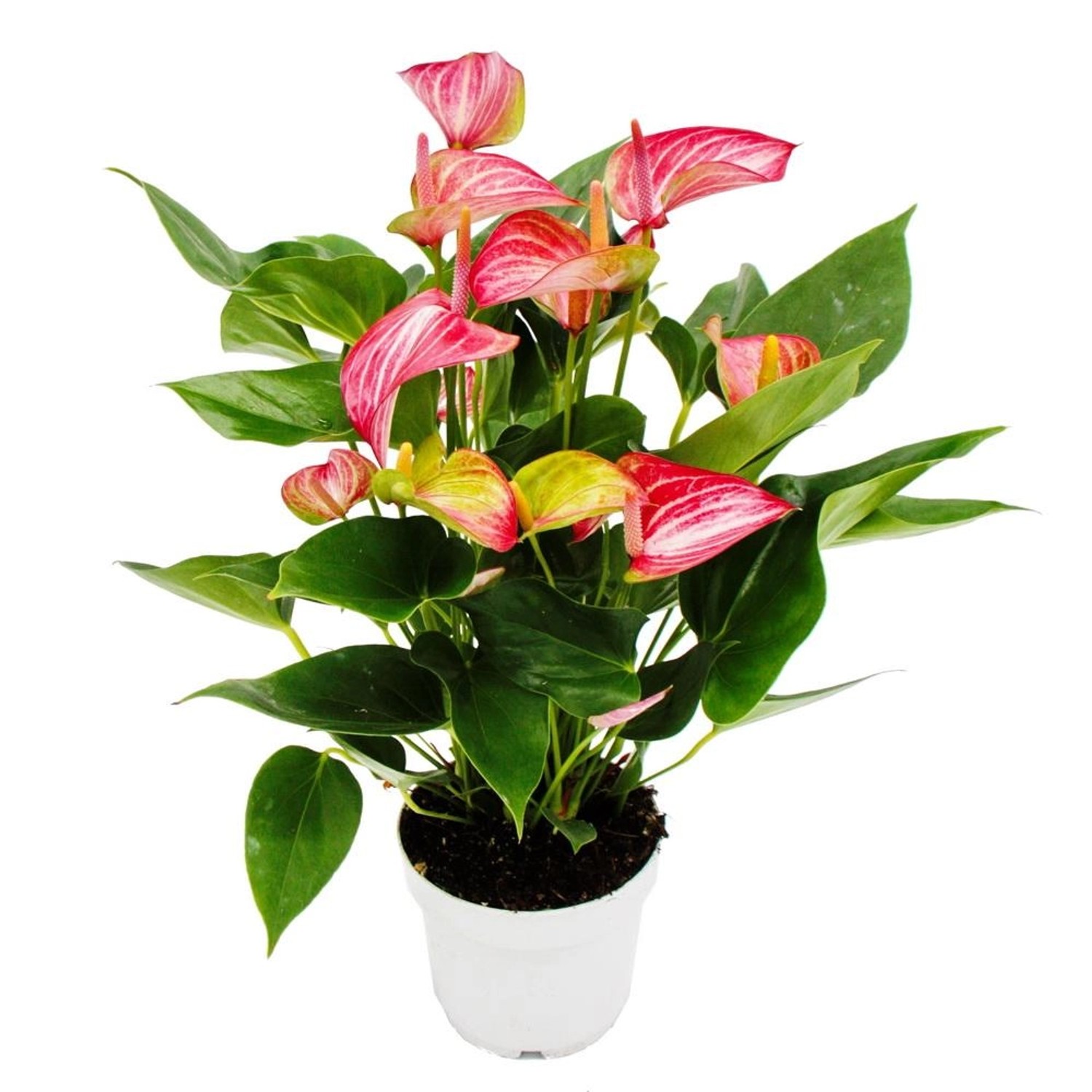 Exotenherz Flamingoblume Anthurium Andreanum Anthurie 14cm Topf Mehrfarbig Blühend Livium