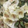 Immergrüner Rhododendron Hybr. Viscy Inkarho mit zarten, hellgelben Blüten und grünen Blättern.