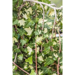 Detailaufnahme von Hedera Helix 'Goldheart' Efeu mit gelb-grünen Blättern.