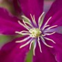Nahaufnahme einer dunkelroten Clematis Hybride Niobe Blüte mit gelben Staubgefäßen.