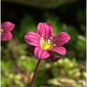 Nahaufnahme einer leuchtend pinken Moossteinbrech Triumph Blüte (Saxifraga arendsii) mit gelber Mitte und grünen Blättern.
