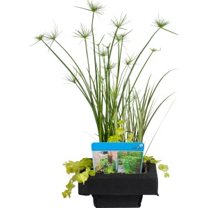GROW by OBI Schwimminsel mit Mix-Bepflanzung im Korb (Ø 18cm) für den Gartenteich.