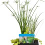 GROW by OBI Schwimminsel mit Mix-Bepflanzung im Korb (Ø 18cm) für den Gartenteich.