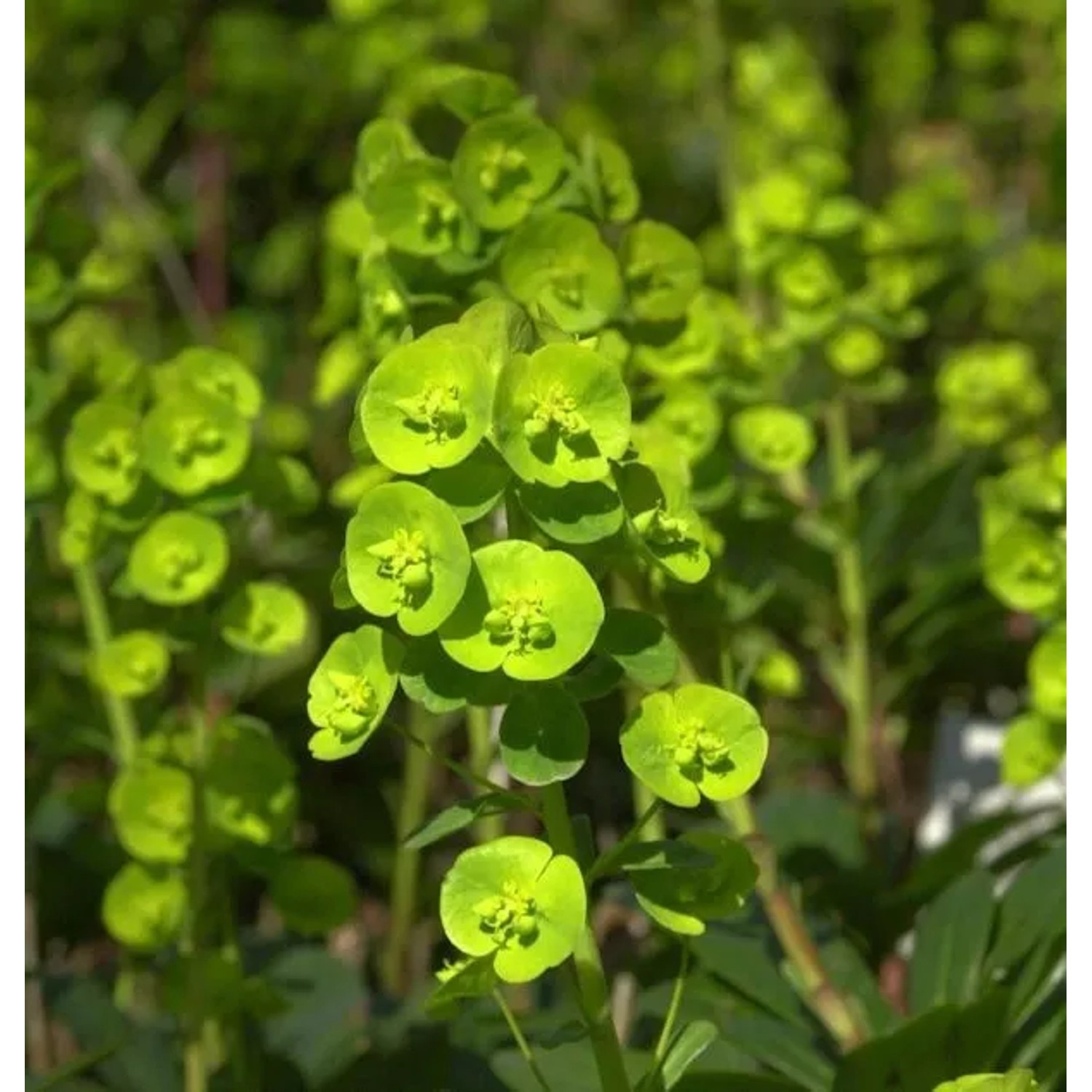 Mandelblättrige Wolfsmilch Robbiae - Euphorbia amygdaloides