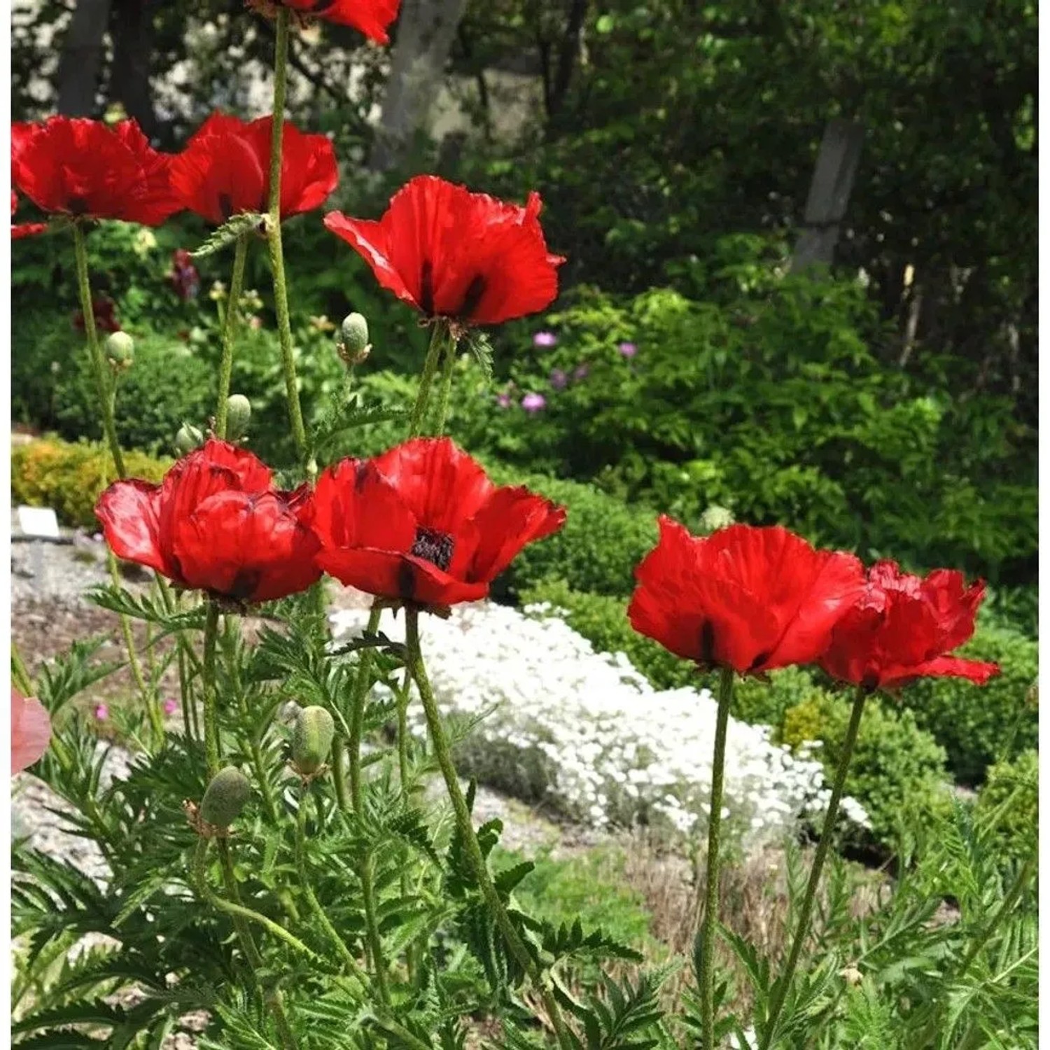 Türkischer Mohn Beauty of Livermere - Papaver orientale