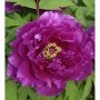 Strauchpfingstrose Purpur - Paeonia suffruticosa