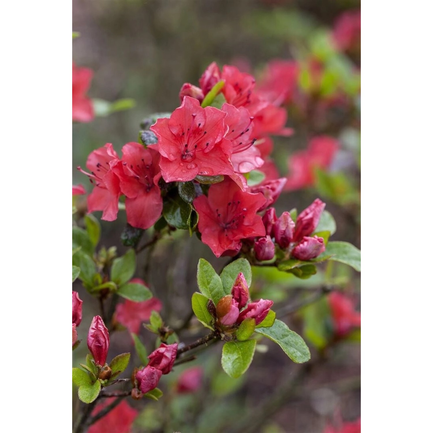 Rhododendron Obtusum Fairy Dreams Majas Rubin Rubinrot 30–40 cm günstig online kaufen