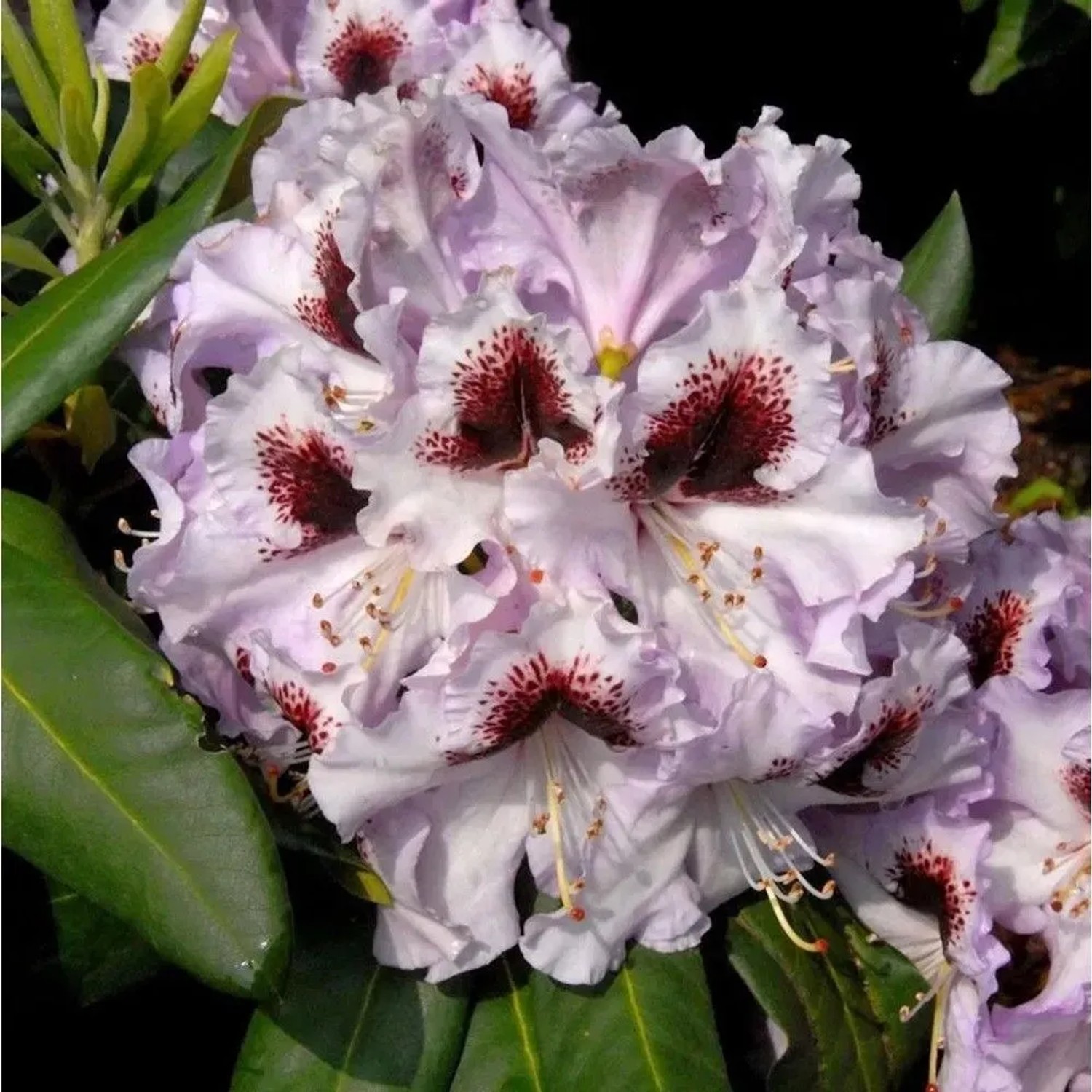 Image of Großblumige Rhododendron Pinguin 40-50cm - Alpenrose