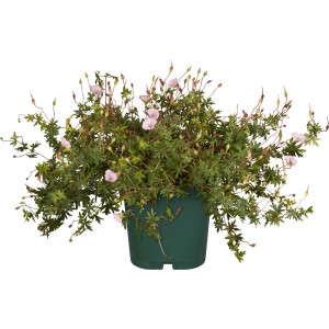 GROW by OBI Storchschnabel im Topf, zartrosa Blüten und grüne Blätter mit roten Adern.