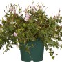 GROW by OBI Storchschnabel im Topf, zartrosa Blüten und grüne Blätter mit roten Adern.