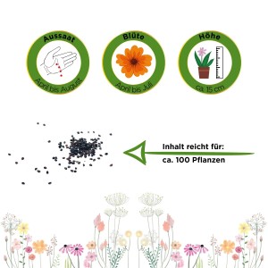 Blaukissen Rosa-Rot Samen: Infos zu Aussaat, Blüte und Höhe. Inhalt reicht für ca. 100 Pflanzen.