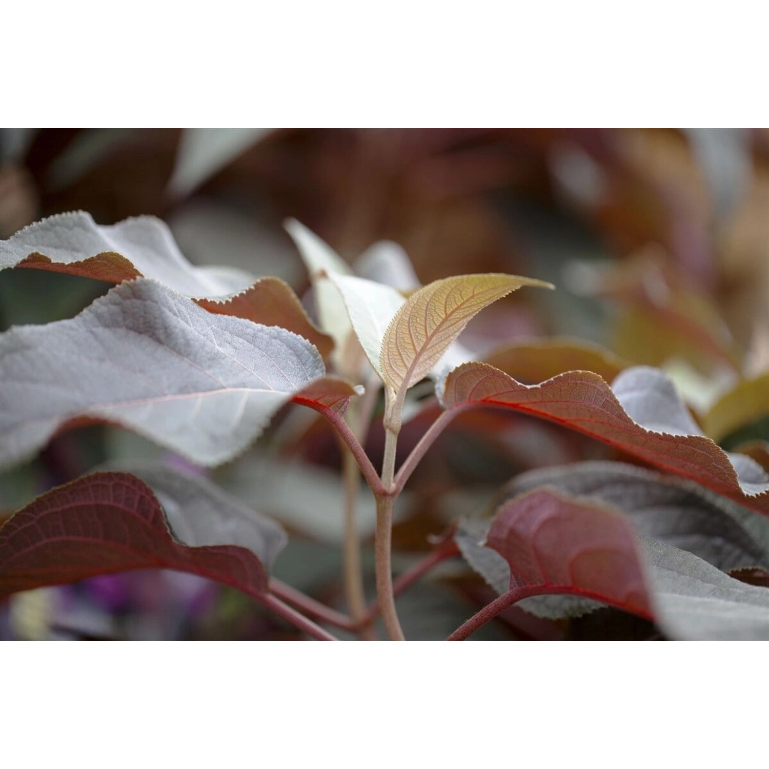 Hydrangea Aspera Samthortensie Hot Chocolate R 30-40 cm günstig online kaufen