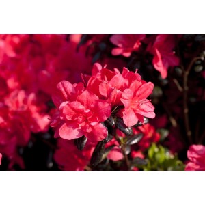 Leuchtend rote Rhododendron Obtusum Maruschka Blüten, 30–40 cm hoch.